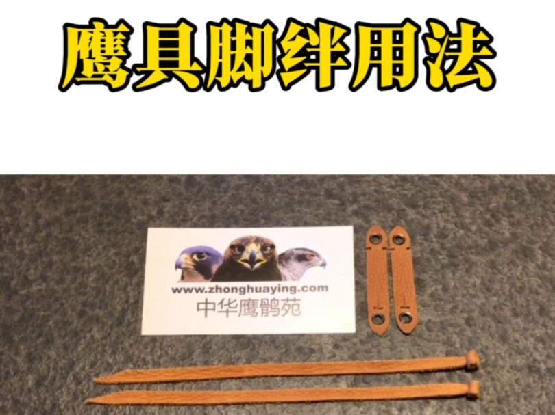 鹰具脚绊用法红隼用脚绳雀鹰放飞绳训鹰驯鹰用品用具使用方法