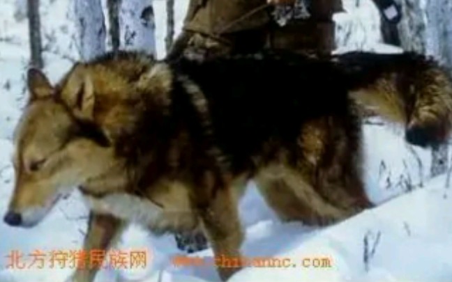 中华田园犬之鄂伦春猎犬 和游猎民族一起的北方狼犬,现在已很难找到纯种哔哩哔哩bilibili