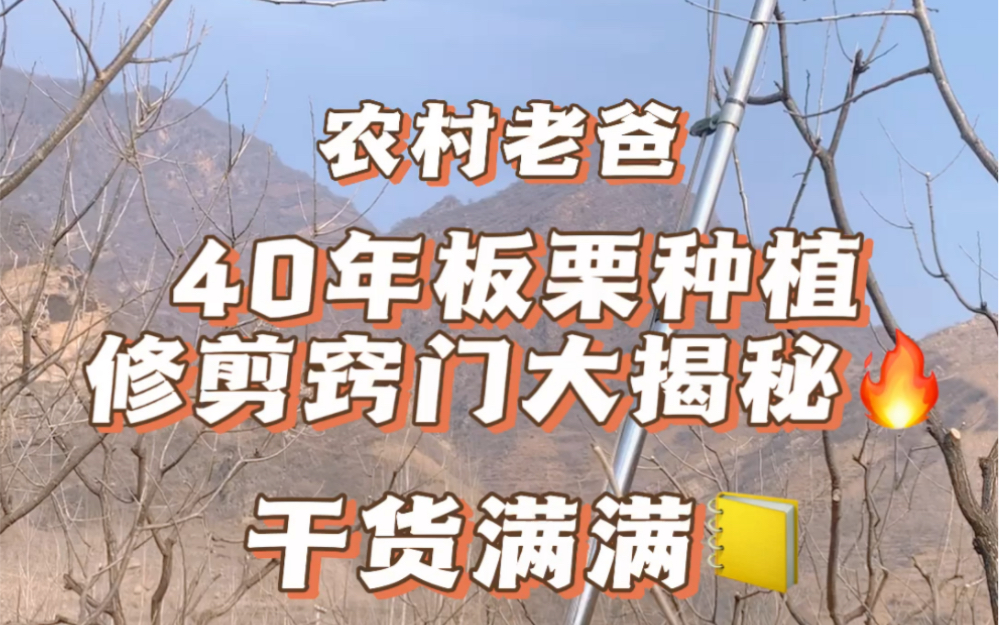 40 年板栗种植经验的农村老爸修枝窍门大揭秘干货满满哔哩哔哩bilibili