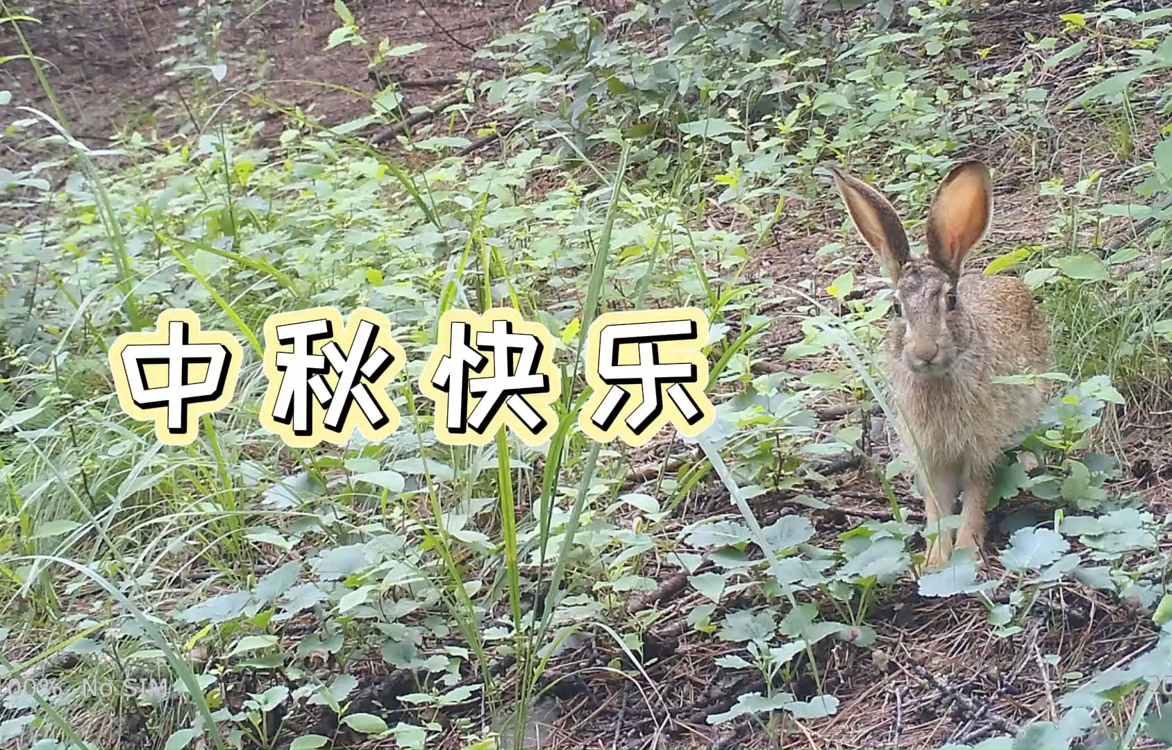 中秋佳节,邀你赏兔哔哩哔哩bilibili