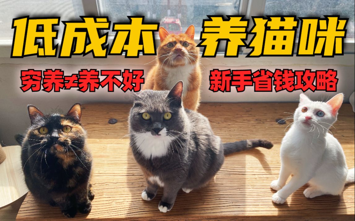 [图]新手养猫省钱攻略！穷养当然能养好！这些智商税别来沾边！