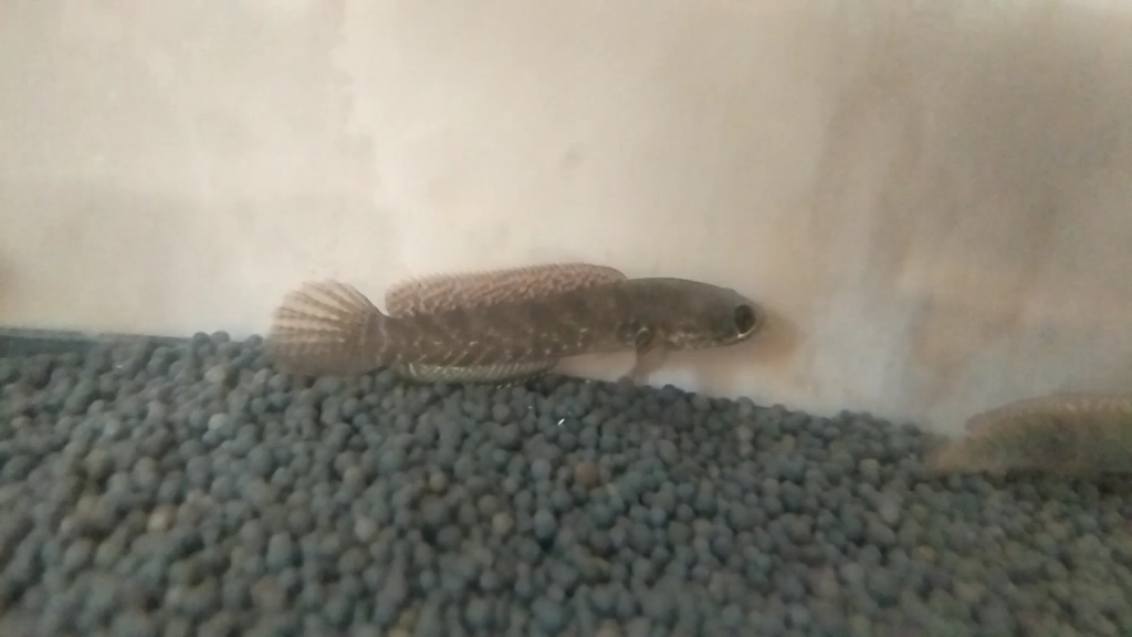 雷龙苗子终于鼓腮了