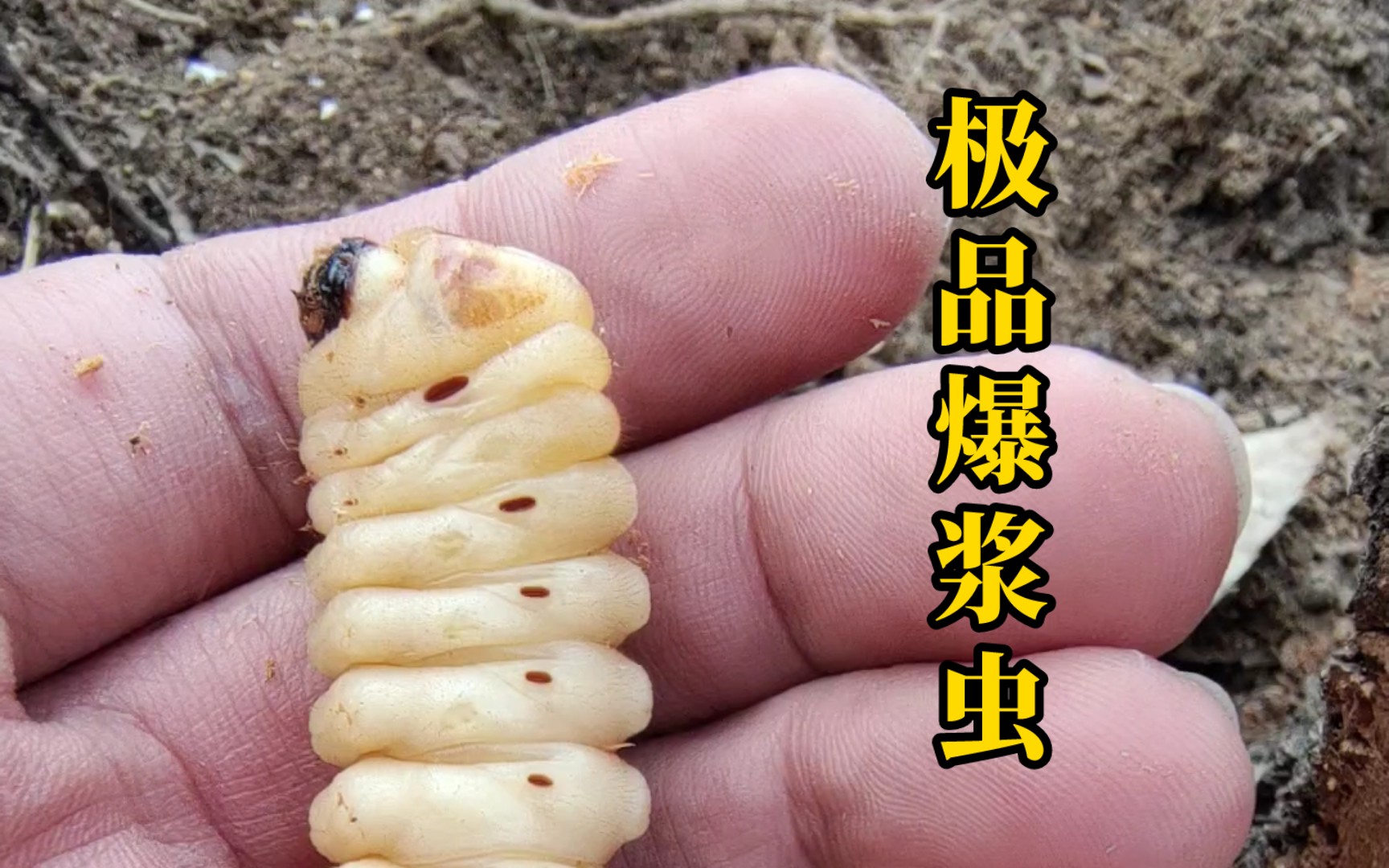 只是一条极品的爆浆虫!