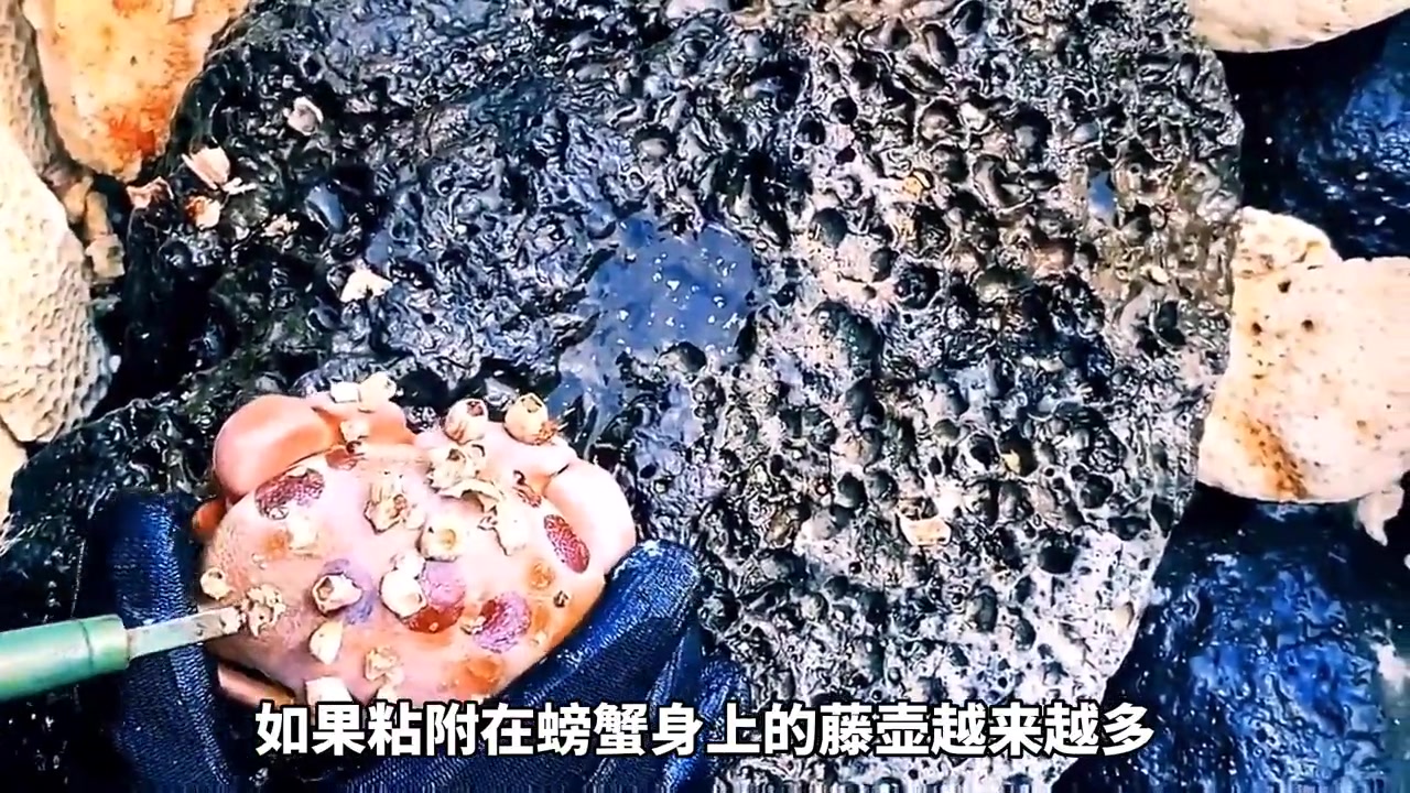 帮螃蟹清理藤壶是解压有爱心的工作