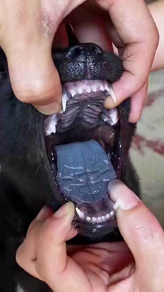 五黑犬纯黑舌辟邪镇宅之犬