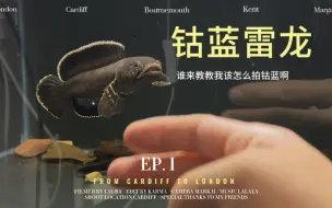 Descargar video: 谁来教教我钴蓝雷龙怎么拍啊！