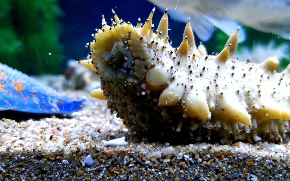 觅食的海参