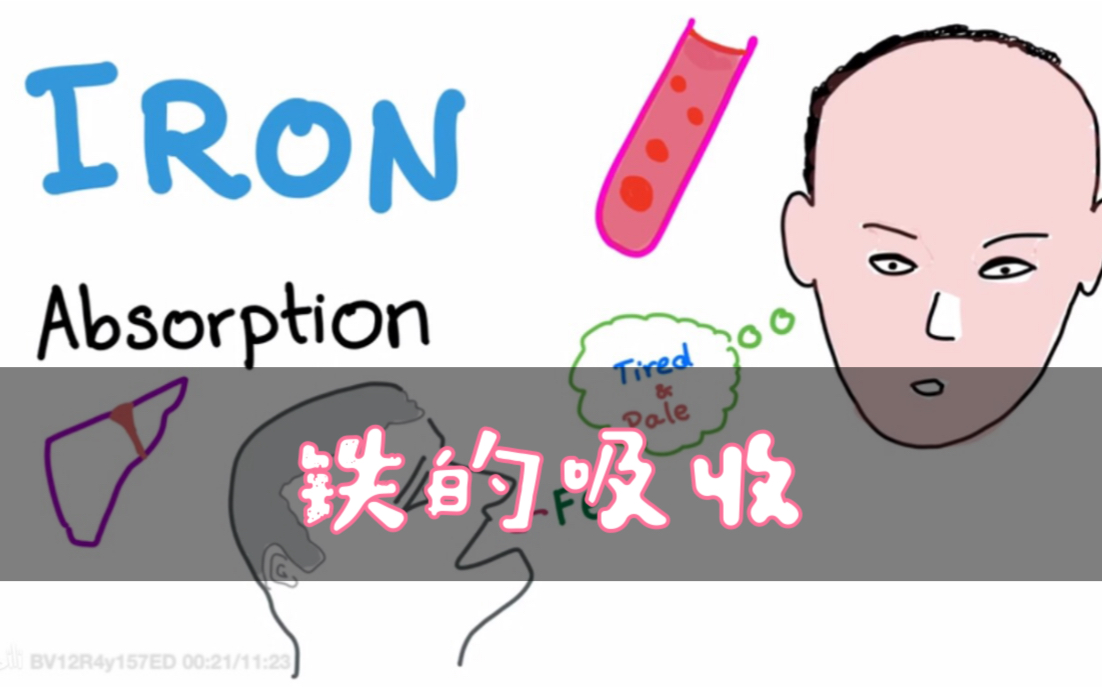 [图]【搬运中英字幕】铁的吸收 Iron Studies (part 1_ Iron Absorption)