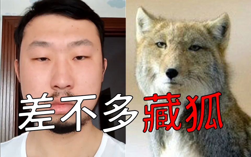 无穷小亮rap差不多藏狐差不多先生