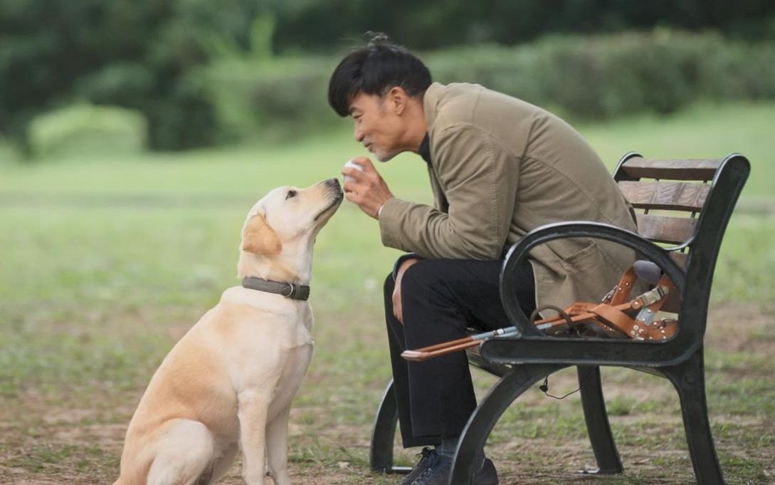 《小q》相守一生特辑:任达华会和导盲犬小q擦出怎样的火花?