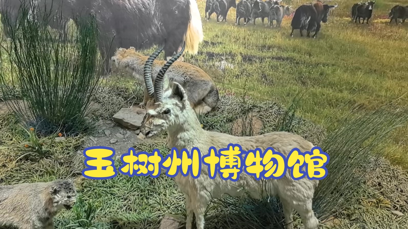 玉树州博物馆