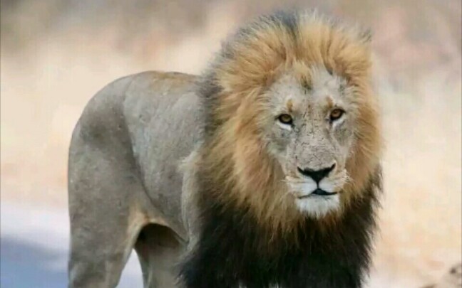 曼联雄狮老五乖孩子找兄弟集锦