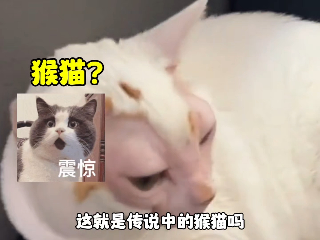 从来没见过长相这么怪异的猫咪!哔哩哔哩bilibili