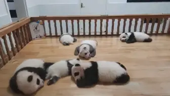 熊猫宝宝来了