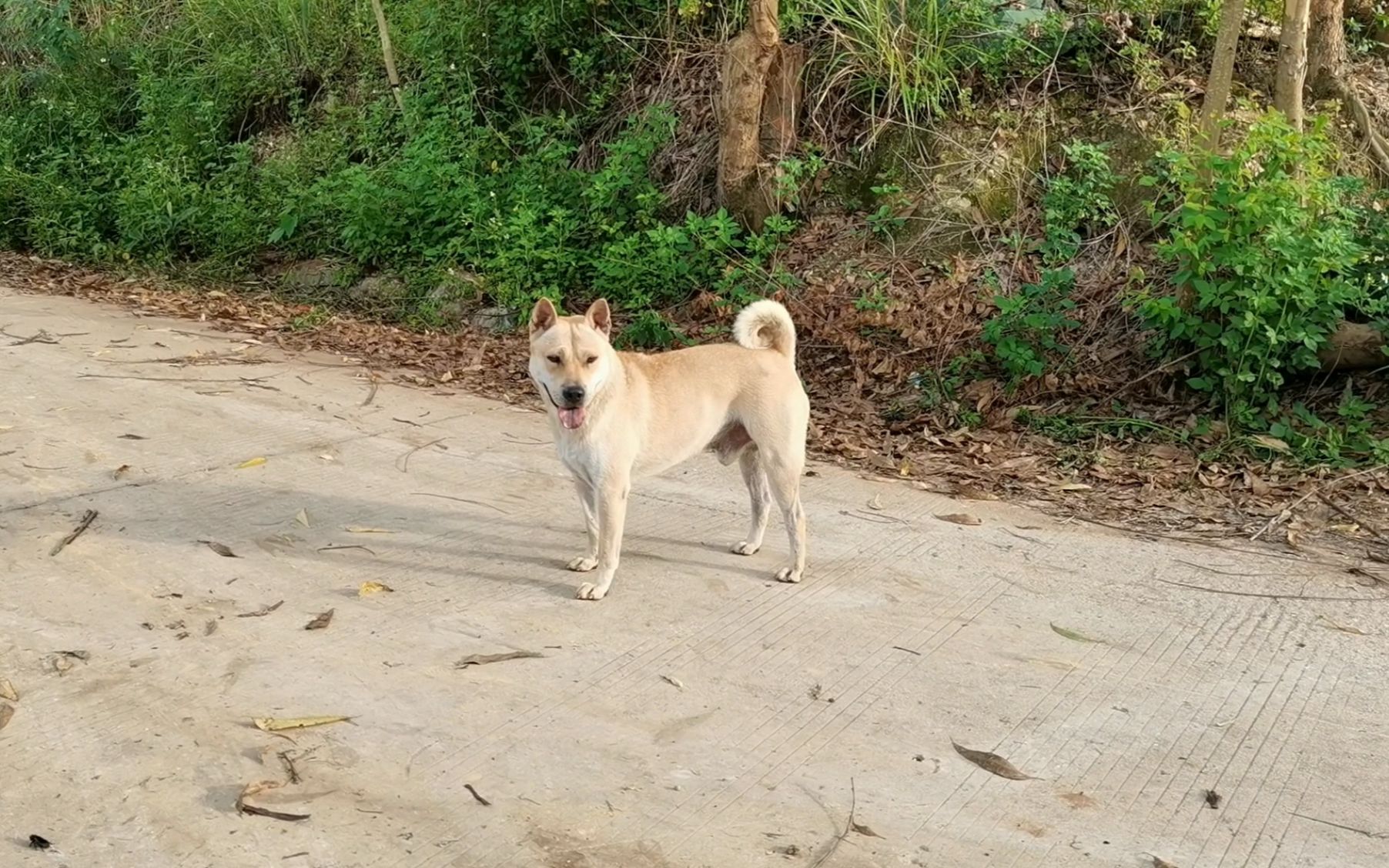 路边遇到一条极品的黄狗白面金卷尾,像这样品相用钱不一定买得到