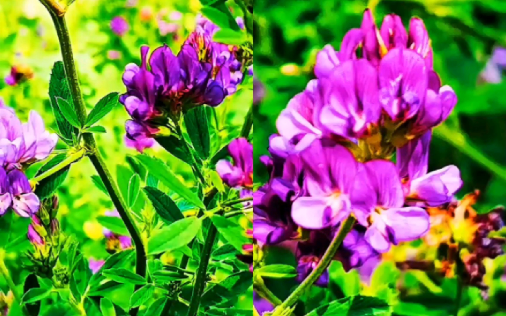 公园随拍紫花苜蓿