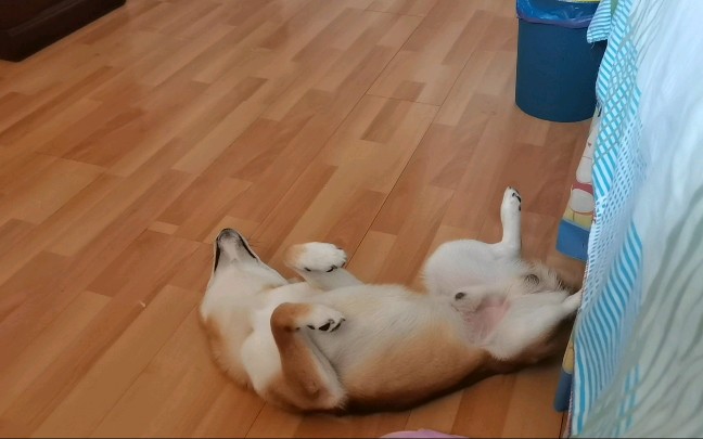 【柴犬七六】四脚朝天犬 为什么好好的一个狗狗要这样碎觉觉