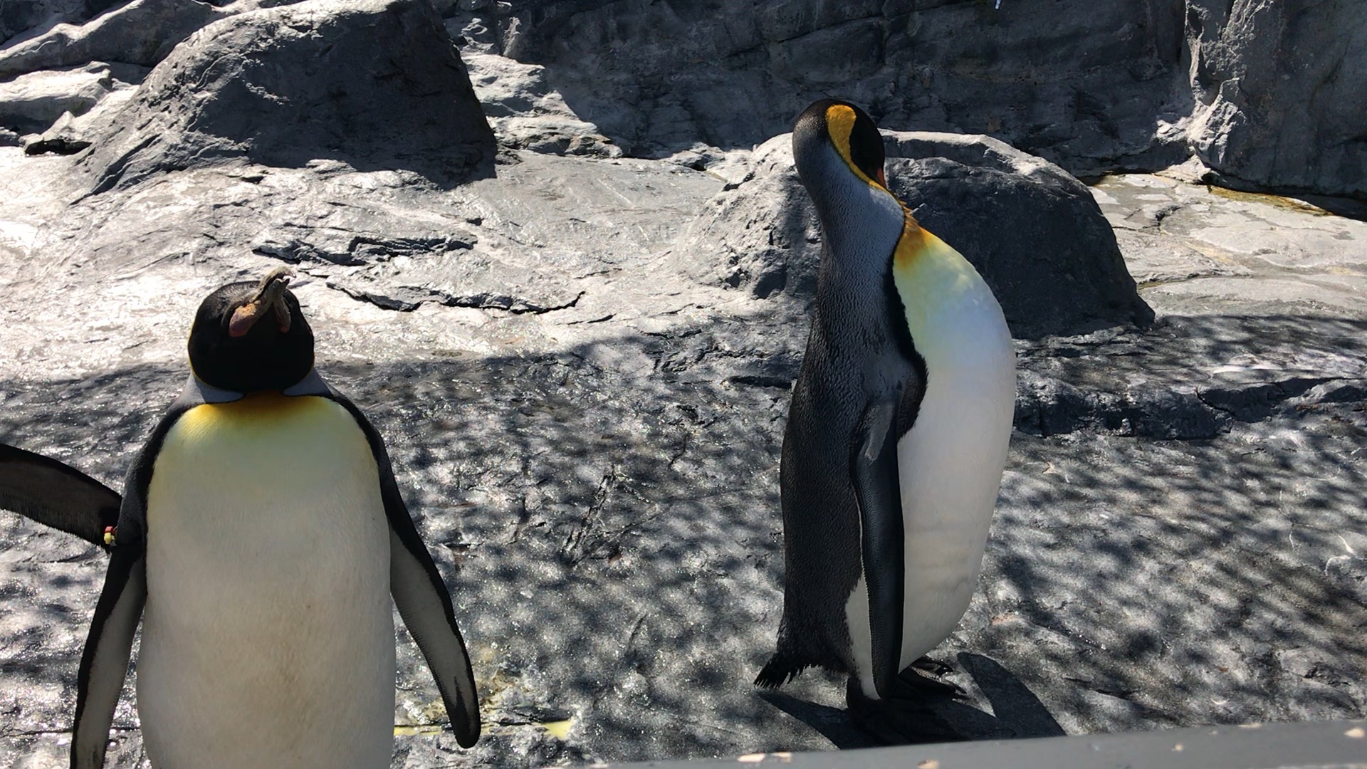 日本旭山动物园的企鹅太可爱啦