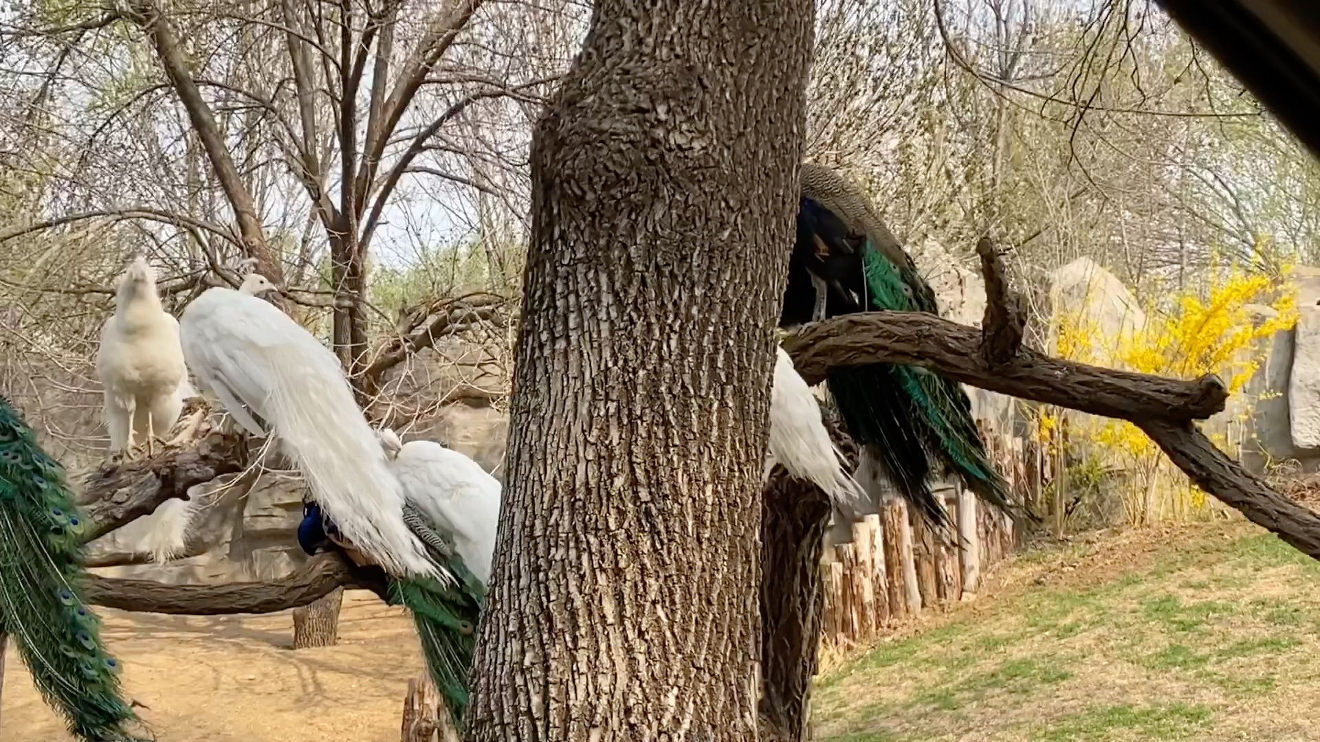 老王的小假期-北京(固安)野生动物园的一天