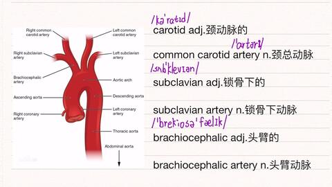 医学英语 每天3分钟 足的动脉 2 哔哩哔哩