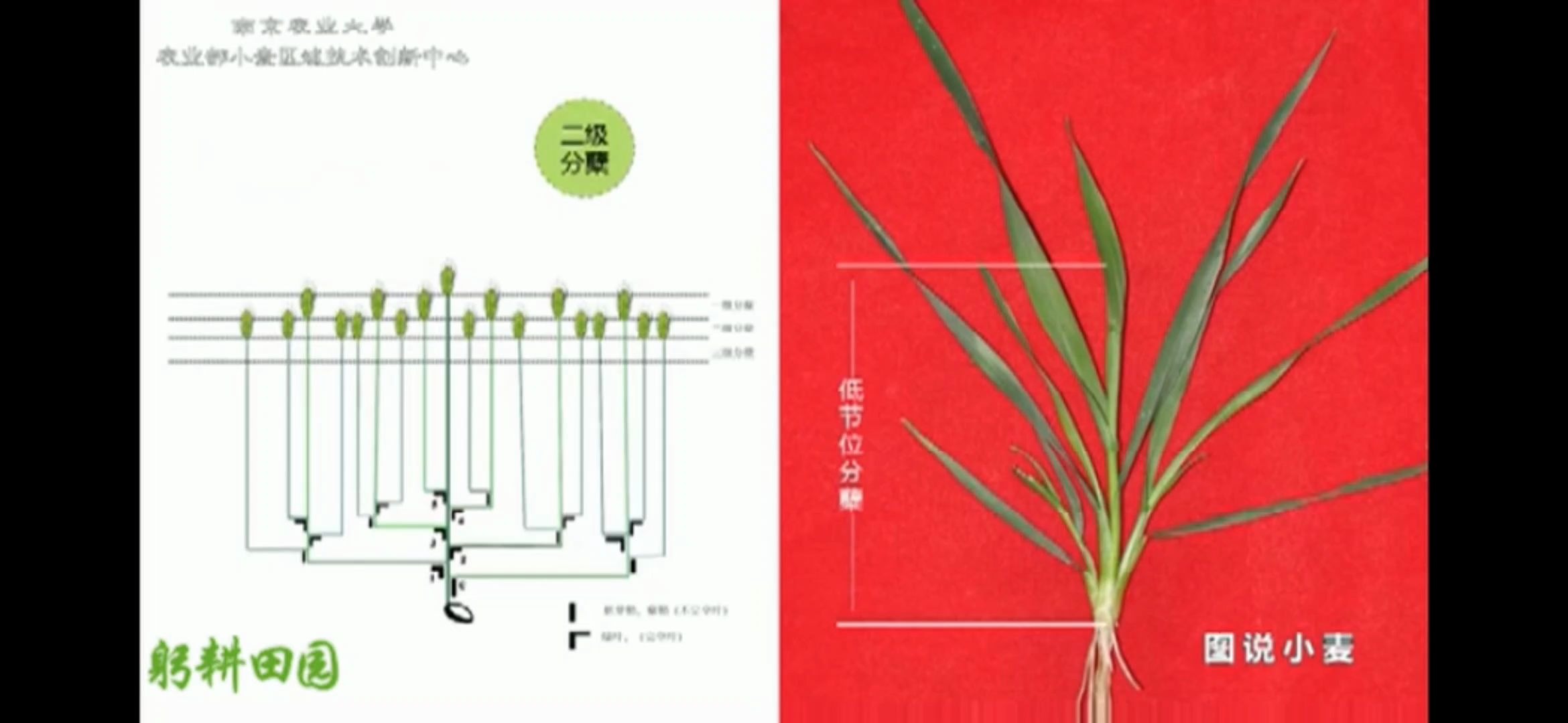小麦的分蘖期哔哩哔哩bilibili