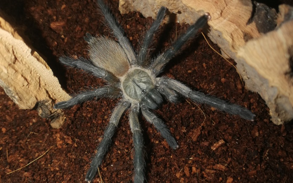 【捕鸟蛛】索科特拉梦幻蓝巴布吃面包_哔哩哔哩_bilibili