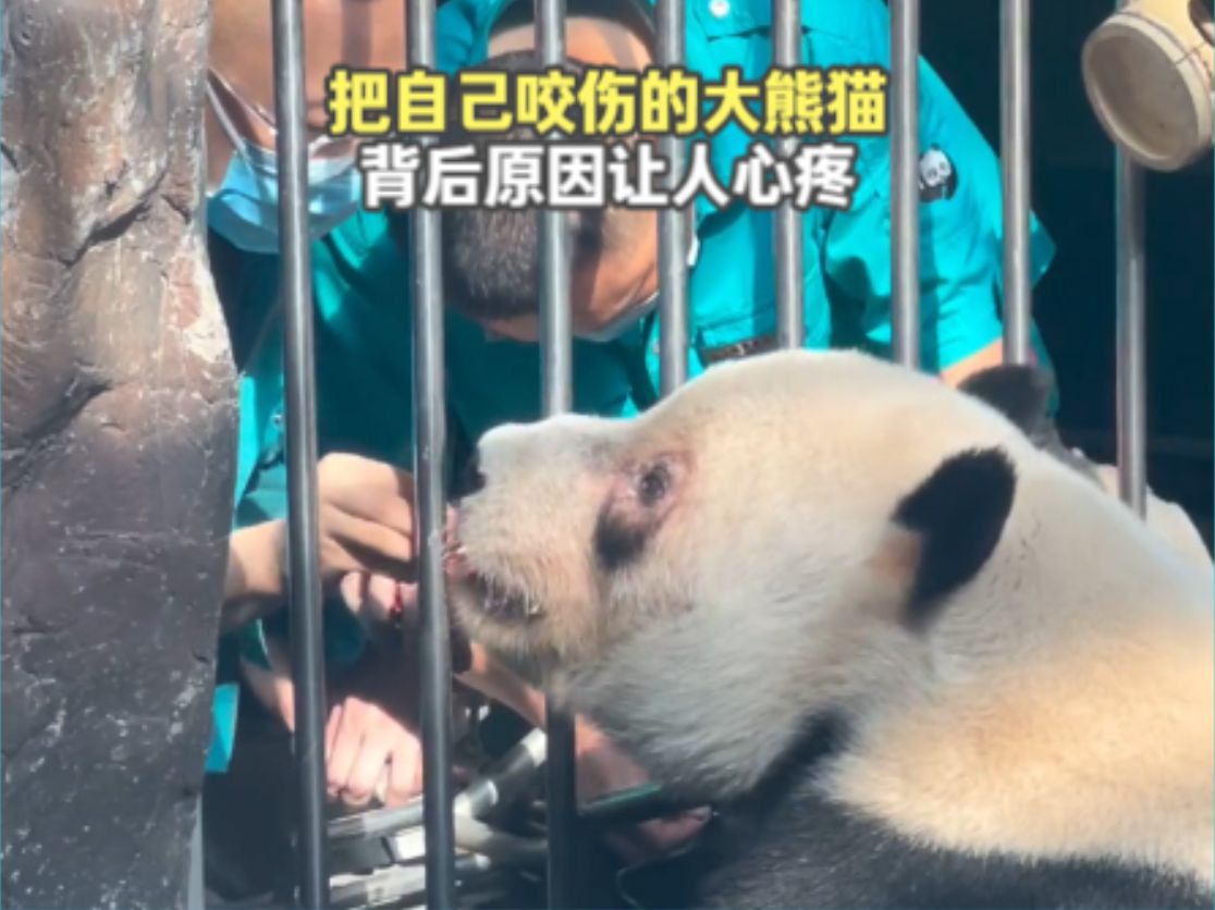 把自己咬伤的大熊猫,背后原因让人心疼,徐姥爷热情的让熊害怕