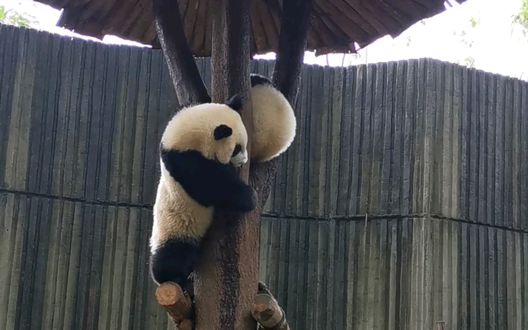 谁能拒绝一只熊猫的撩呢