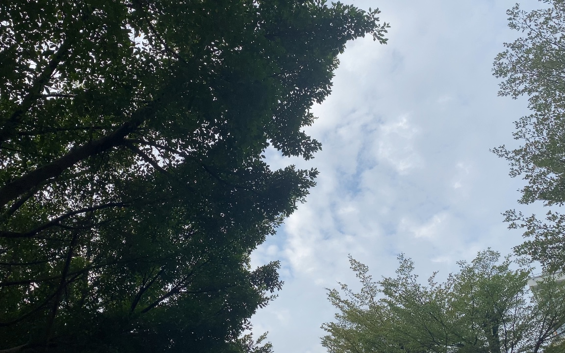 [图]今日分享 飘雨的早晨