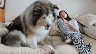这个小狗也太爱坐车了