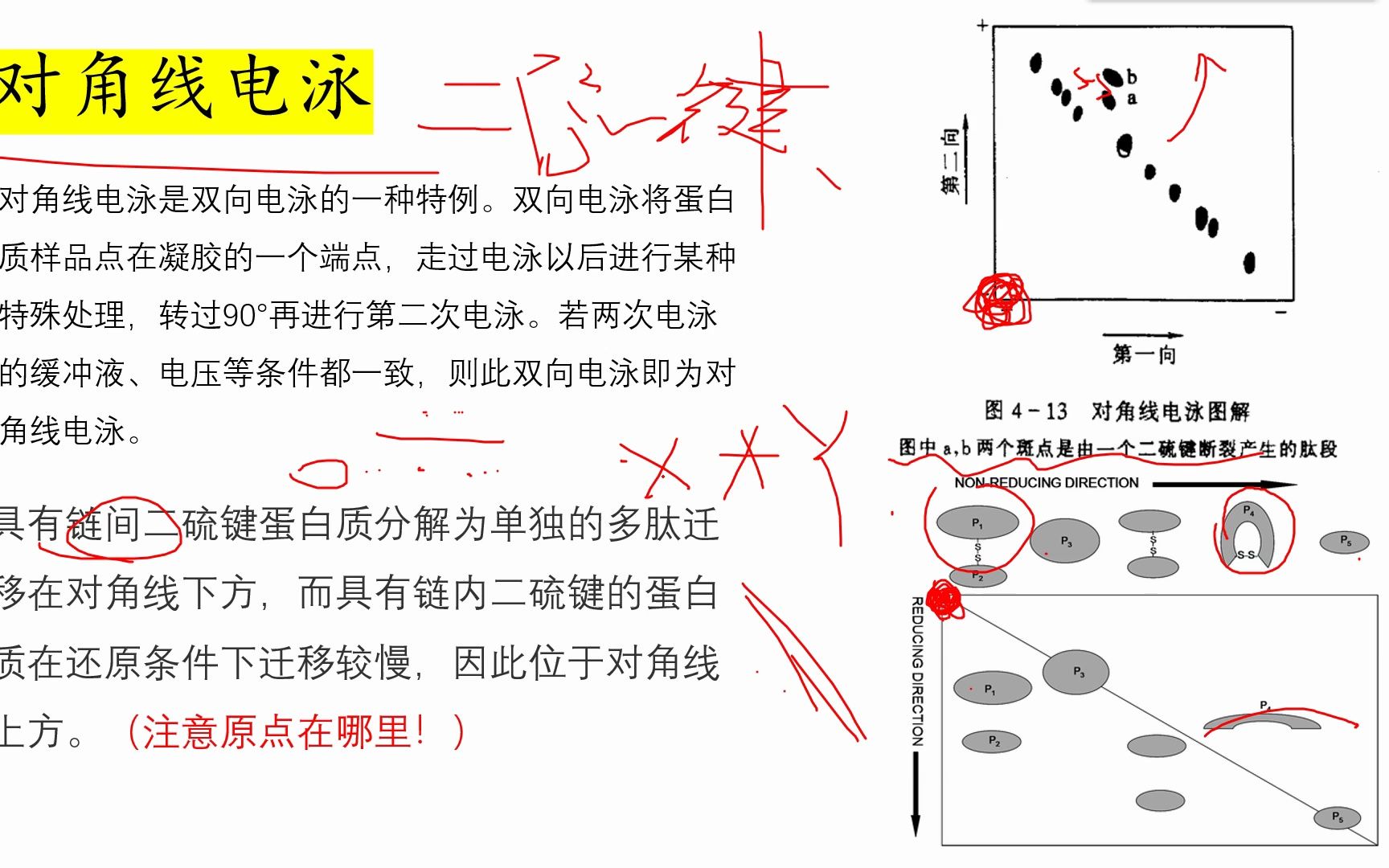 【生化试验技术】(12)对角线电泳哔哩哔哩bilibili