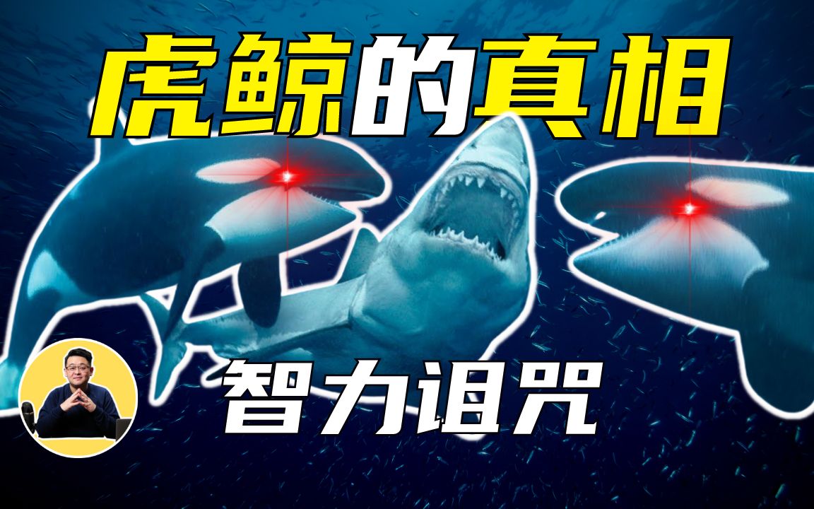 虎鲸:诱杀水鸟、围猎大白鲨却不为吃肉!?会花式虐海豹,会利用潮汐,狡猾到令人发指!野生虎鲸真的温顺吗?海洋馆的虎鲸为什么频繁攻击人类?哔...