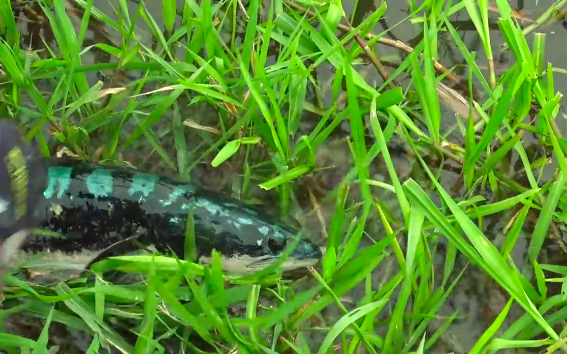 泰国小胖路亚鱼虎(铅笔雷龙)