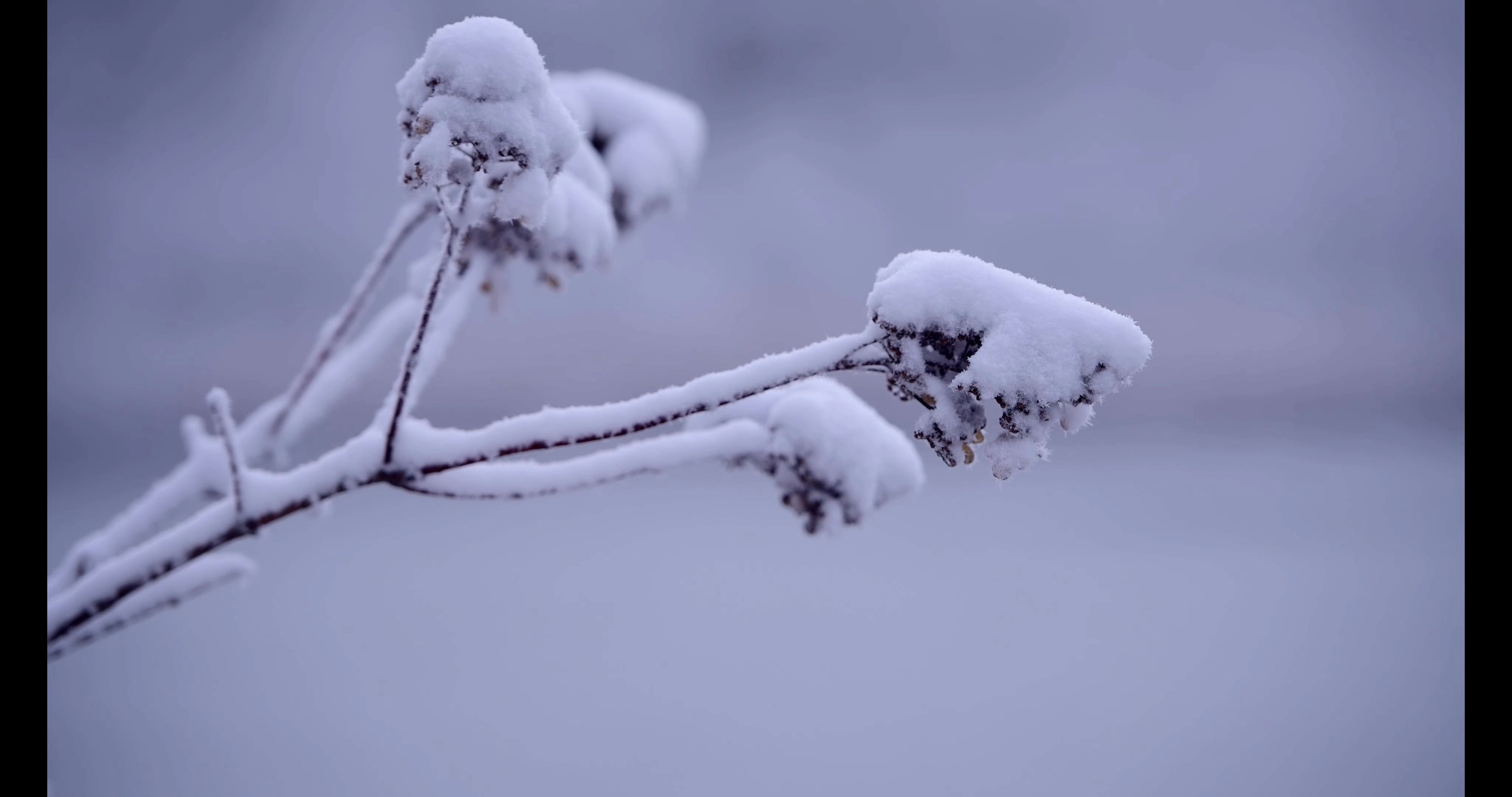 [图]治愈系~雪景，整个心都要融化了