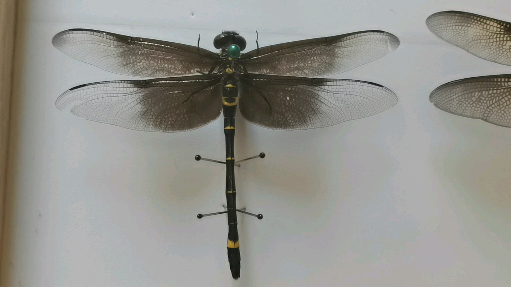 一个业余蜻蜓玩家的日常记录半黑翅型铃木裂唇蜓和全黑翅型长鼻裂唇蜓