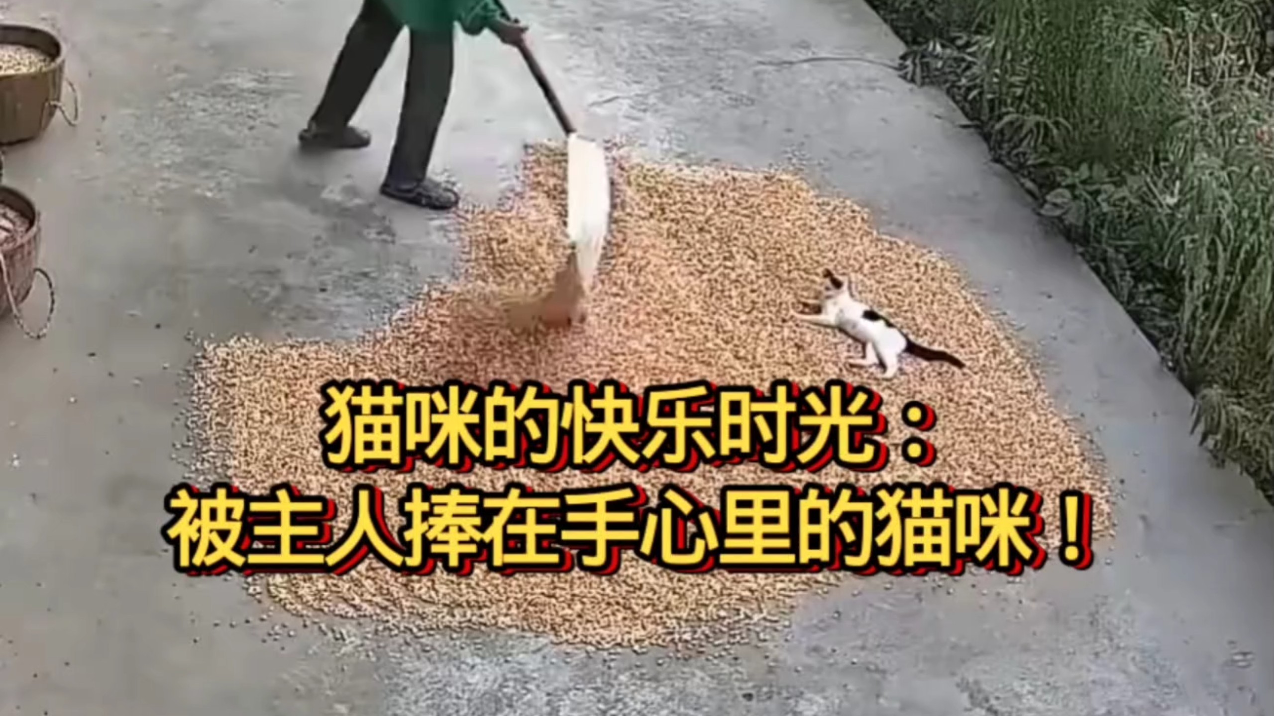 猫咪的快乐时光：被主人捧在手心里的猫咪！