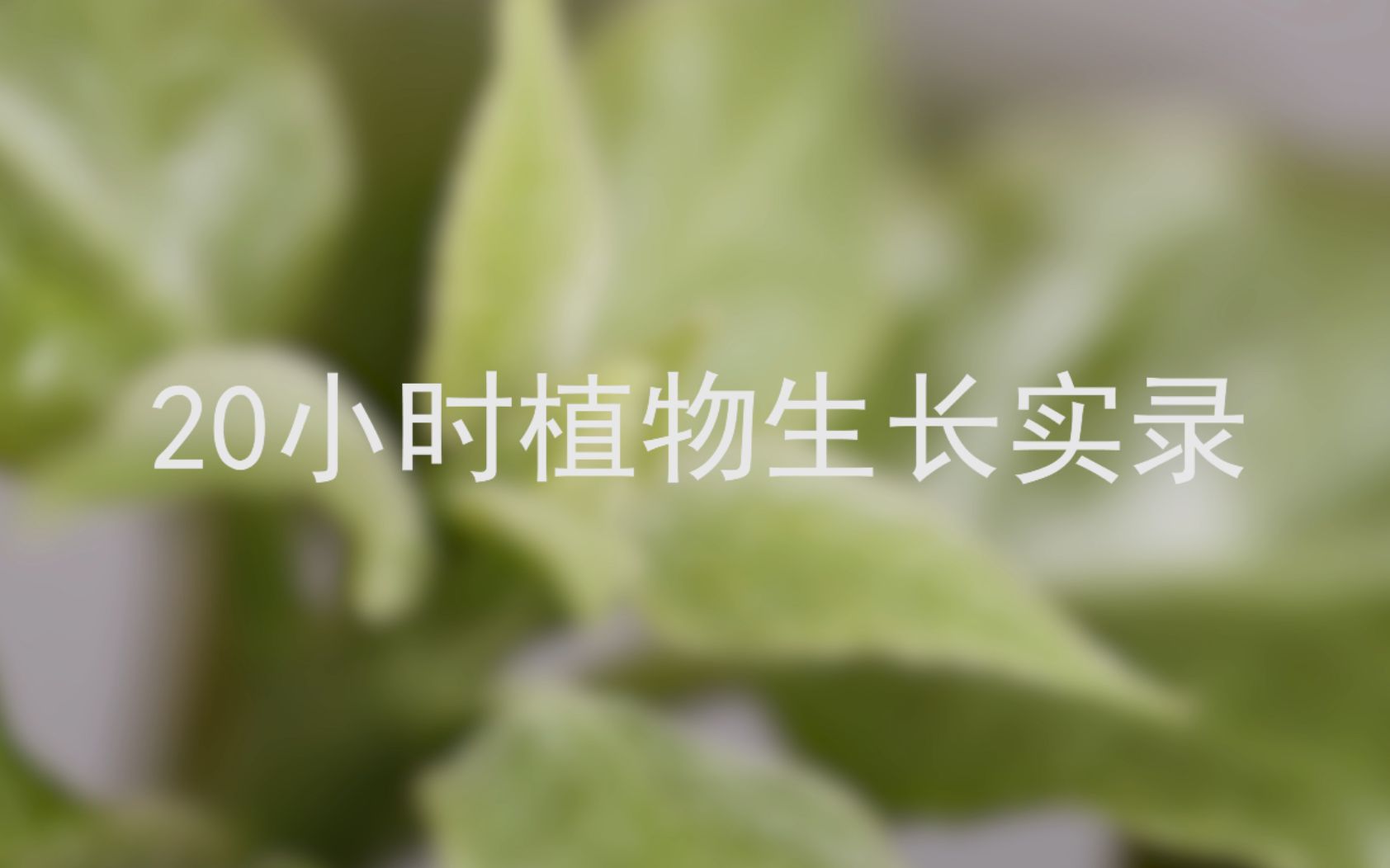 【延时摄影】20小时植物生长实录哔哩哔哩bilibili