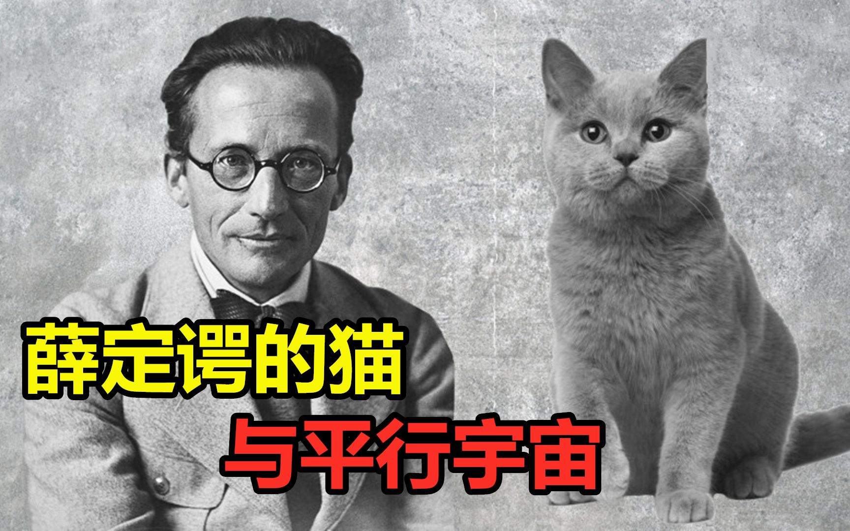 薛定谔的猫高清壁纸图片