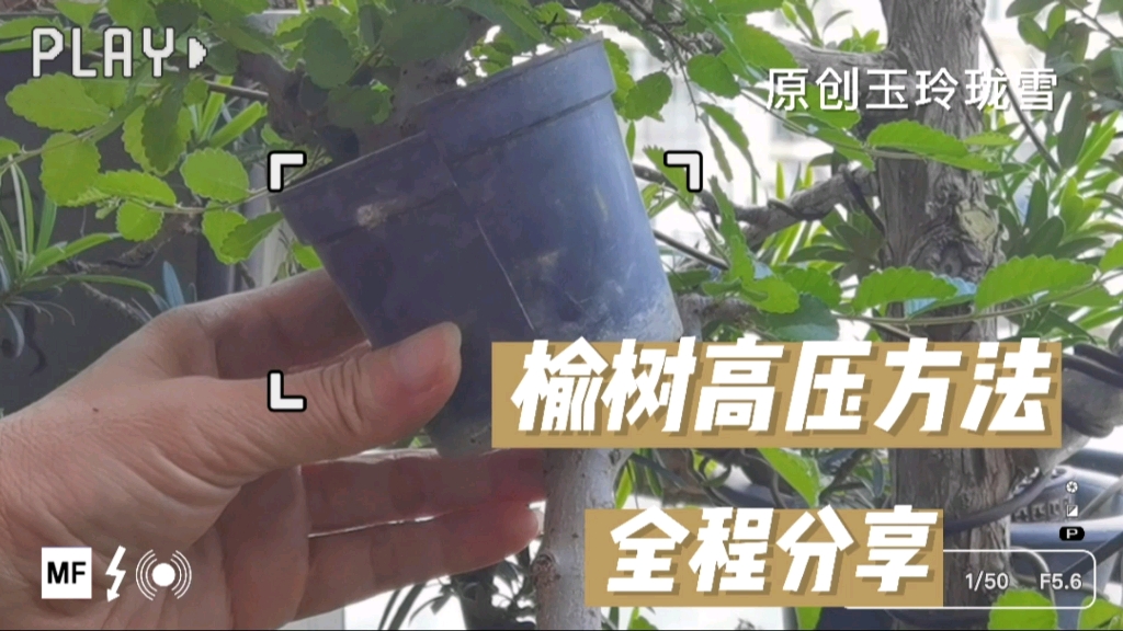 学做盆景 第49集 榆树高压方法全程分享哔哩哔哩bilibili