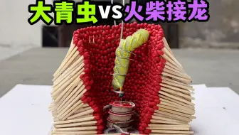 把一只大青虫和火柴接龙放一起！会发生什么事？