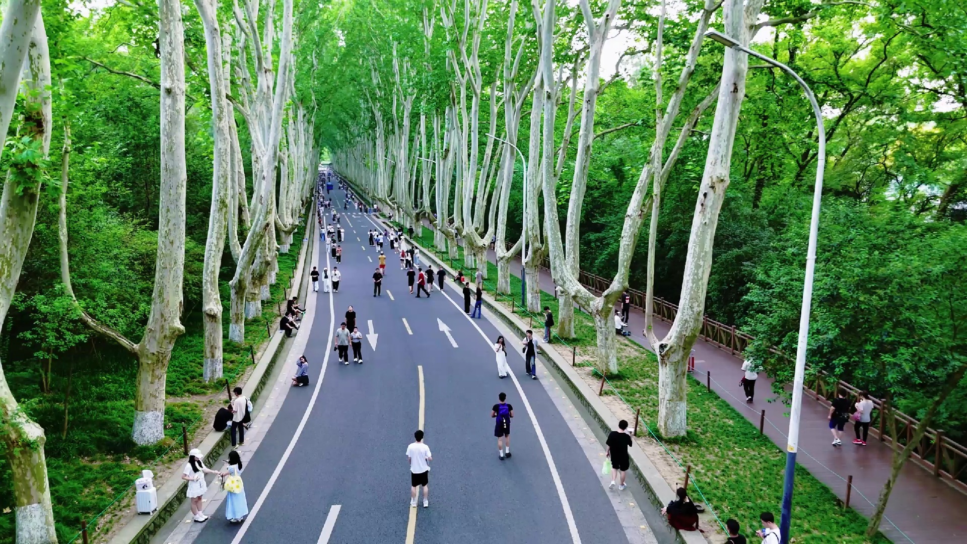 航拍南京梧桐大道