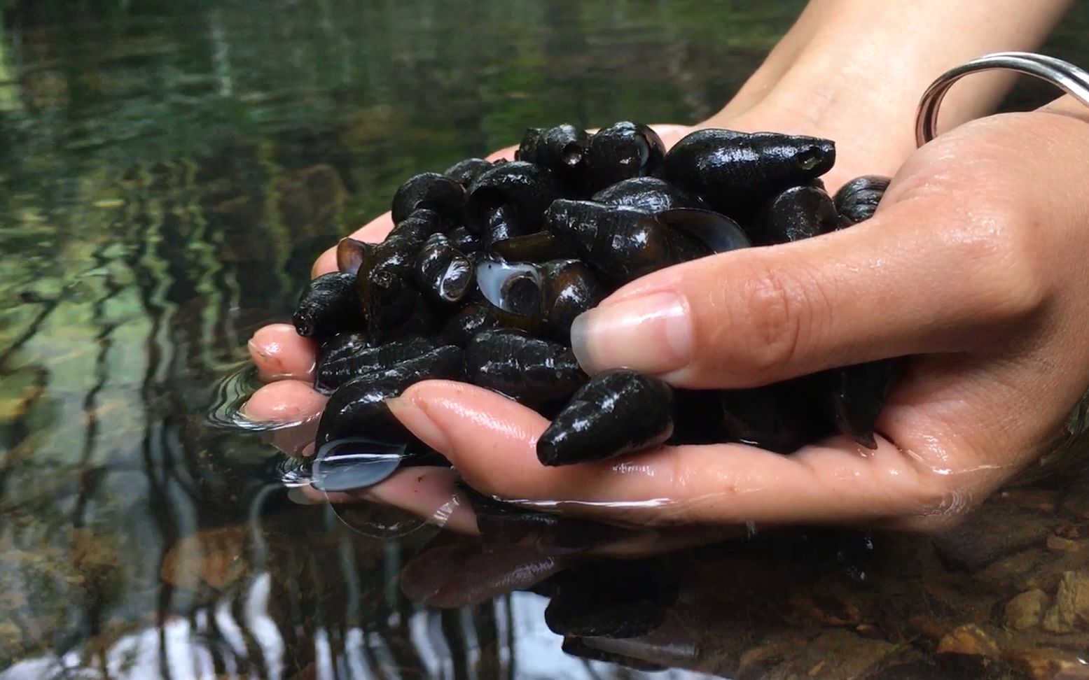 广西农村女孩深山小溪摸石螺,大把大把捡实在是太多了,你见过吗_哔哩