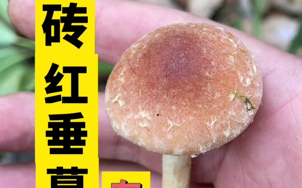 冬天云南很多人在采食这种毒蘑菇——砖红垂幕菇哔哩哔哩bilibili