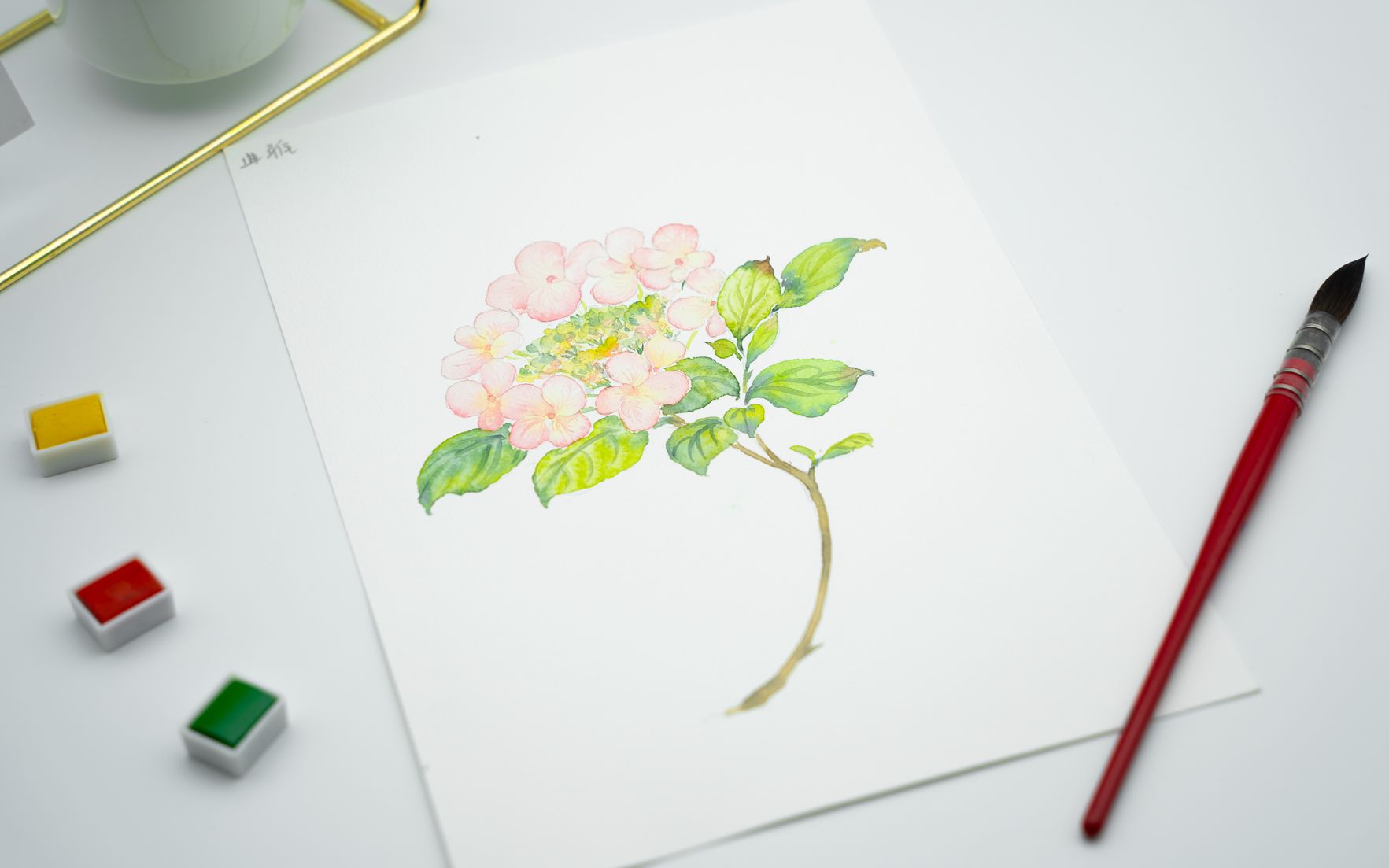 【水彩花卉】水彩绣球花—魔幻精灵