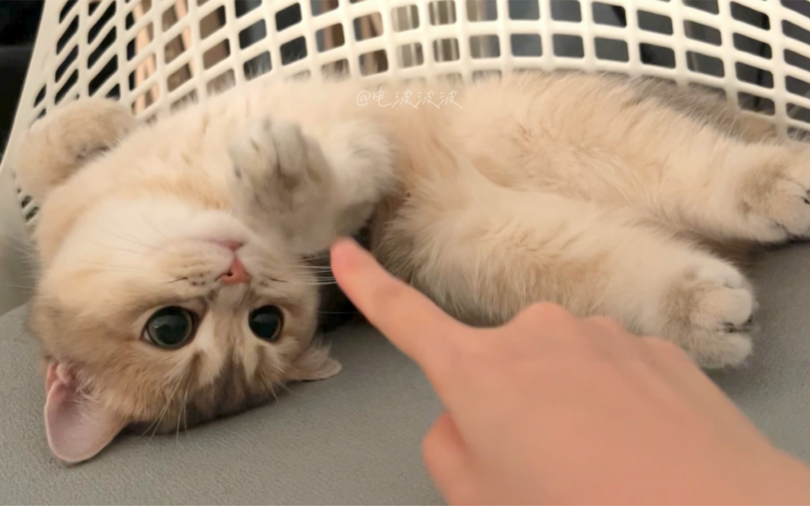 【电波波波】刚睡醒的小猫咪是最可爱的!