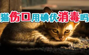 Télécharger la video: 猫伤口用碘伏消毒吗