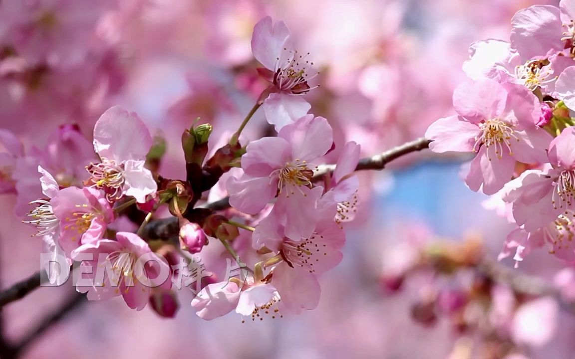 视频素材 ▏d568 4k超高清画质唯美小清新公园花园森林桃花樱花花朵