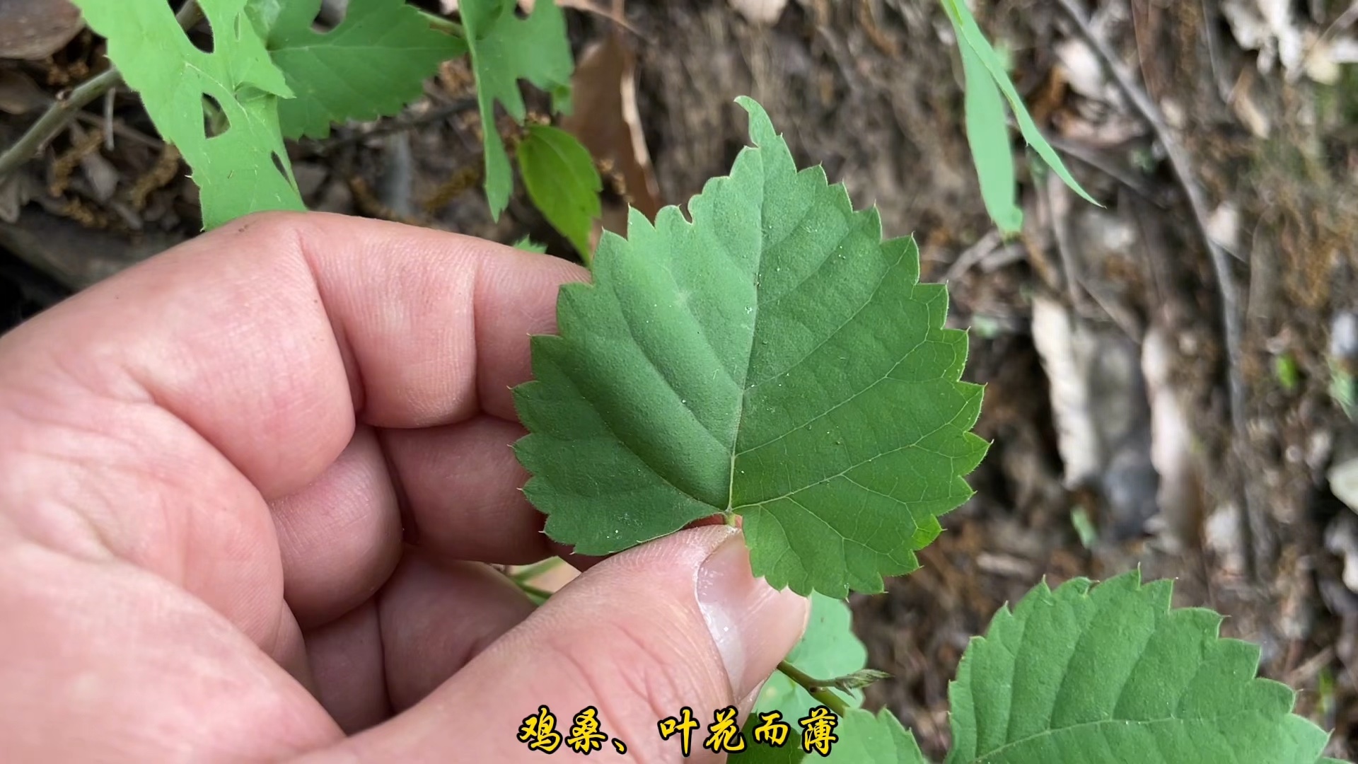 农村常见的"鸡桑"别名也叫:野桑叶和霜桑叶.