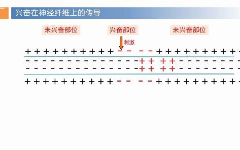 2.3兴奋在神经纤维上的传导小结 任淑雯哔哩哔哩bilibili