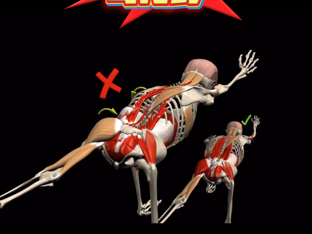 鸟狗式训练常见错误!